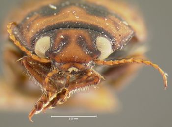 Media type: image;   Entomology 23945 Aspect: head frontal view